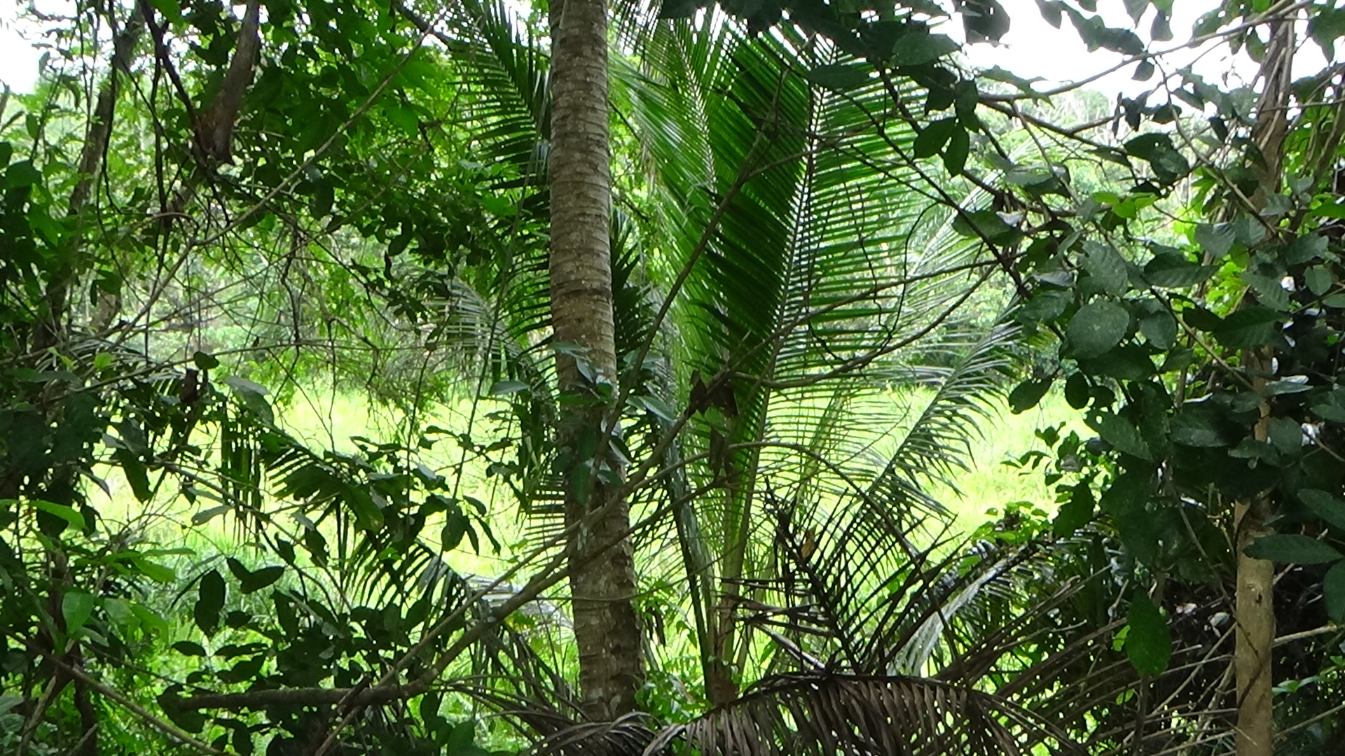 Pertang Agricultural Land image