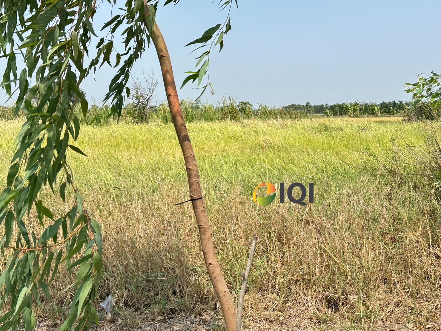 Land for sale, Soi Suwinthawong 47, Green Plan, Island Park Project, Soi Thammarat image