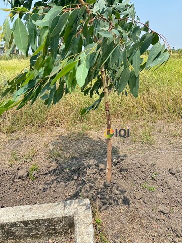 Land for sale, Soi Suwinthawong 47, Green Plan, Island Park Project, Soi Thammarat image