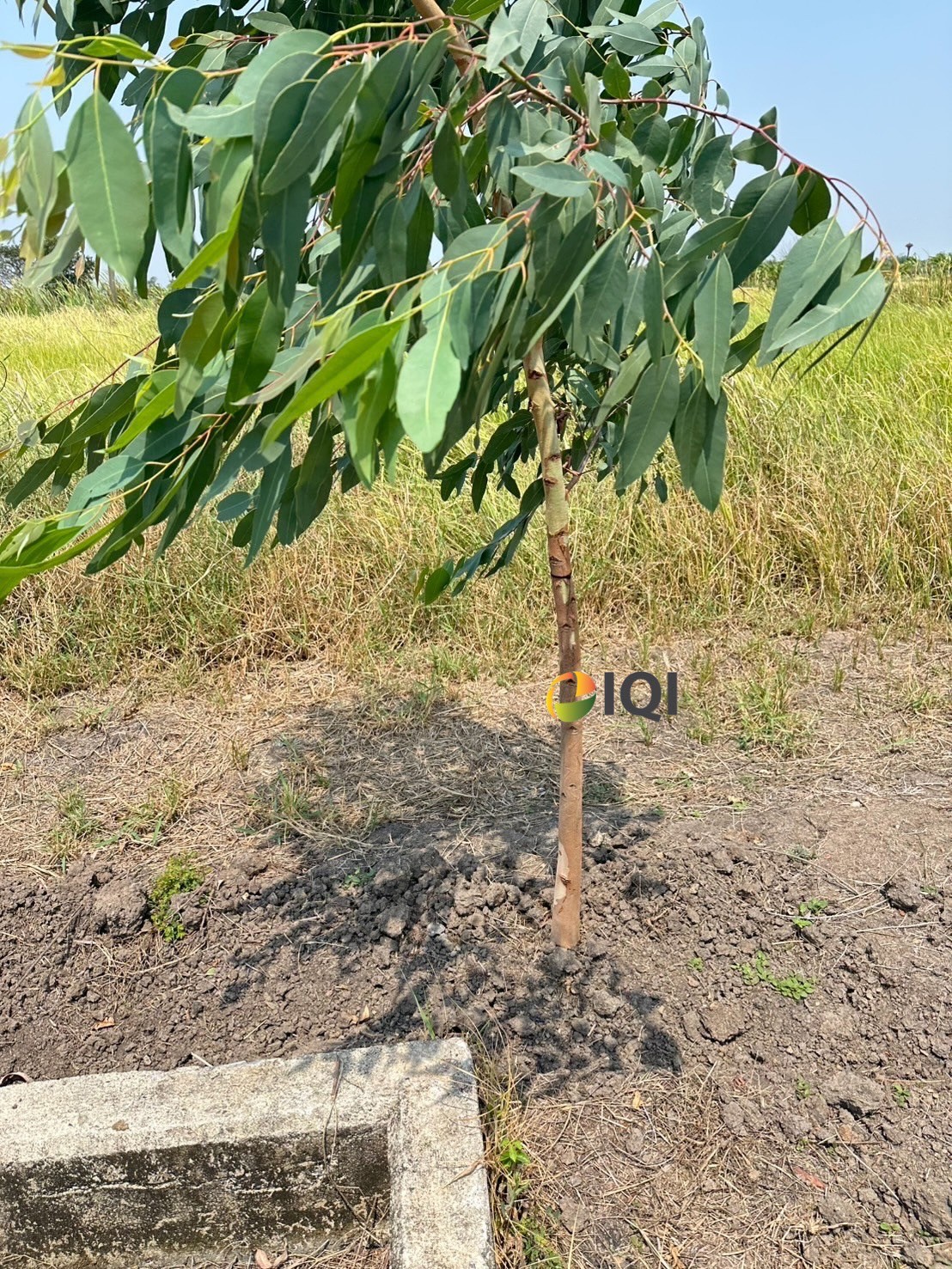 Land for sale, Soi Suwinthawong 47, Green Plan, Island Park Project, Soi Thammarat image