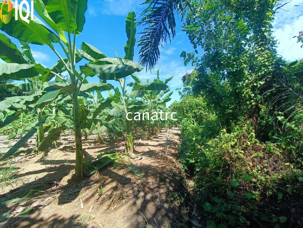 Agriculture Land @ Pekan Rawang  image