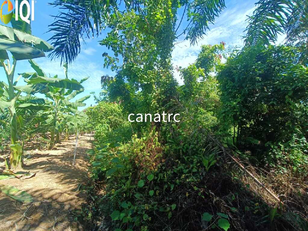 Agriculture Land @ Pekan Rawang  image