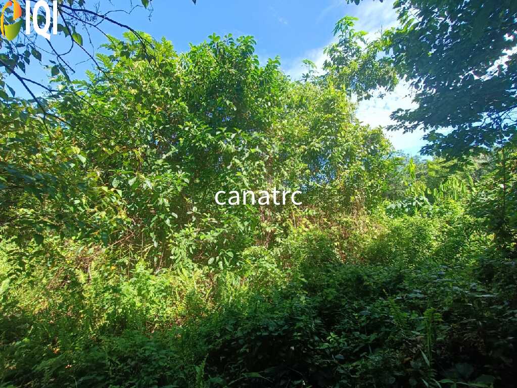 Agriculture Land @ Pekan Rawang  image