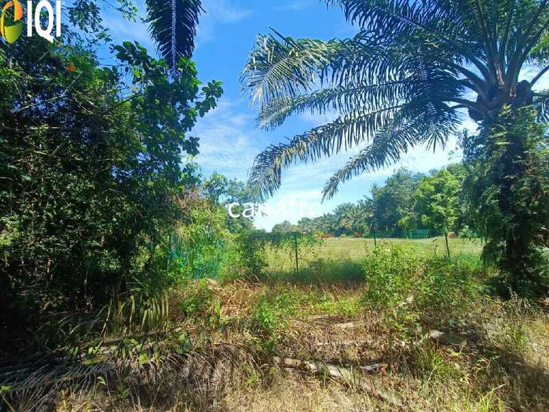 Agriculture Land @ Pekan Rawang 