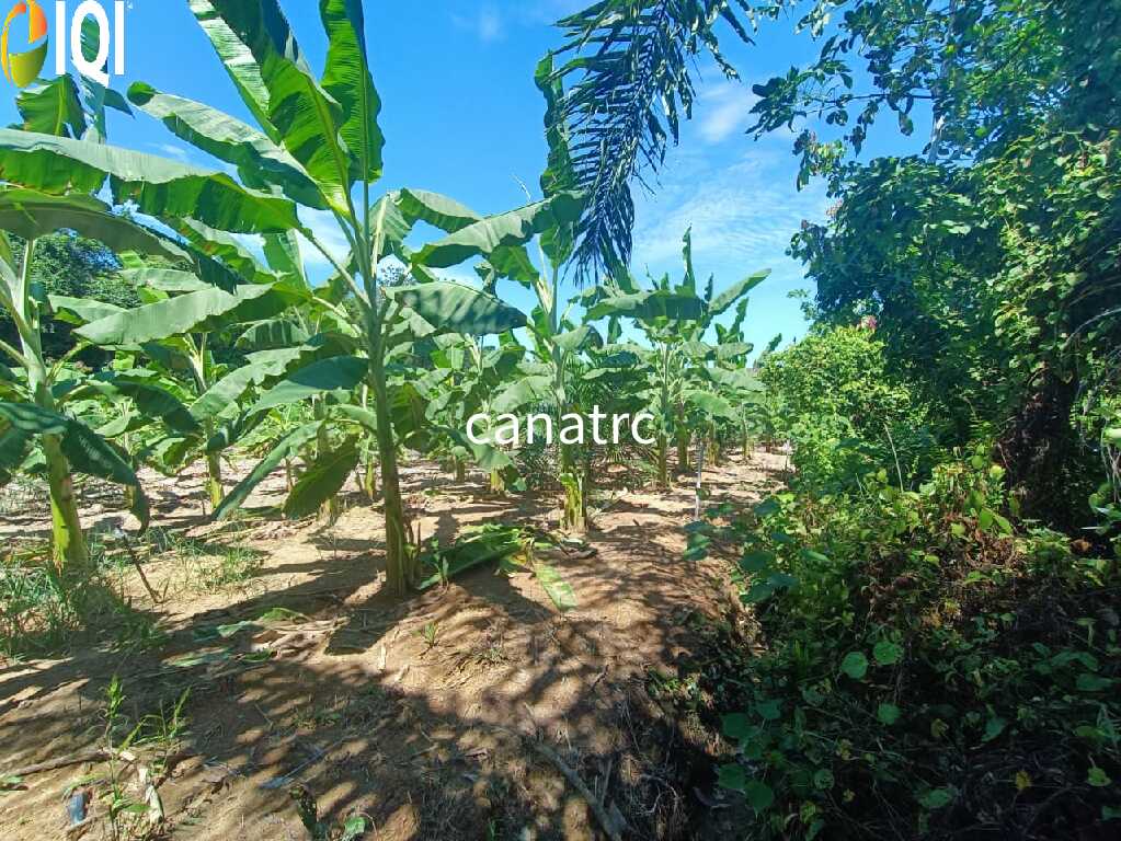 Agriculture Land @ Pekan Rawang  image