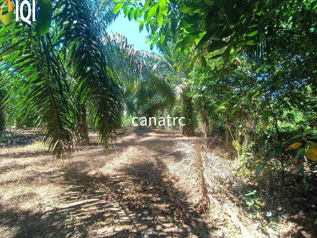 Agriculture Land @ Pekan Rawang  image