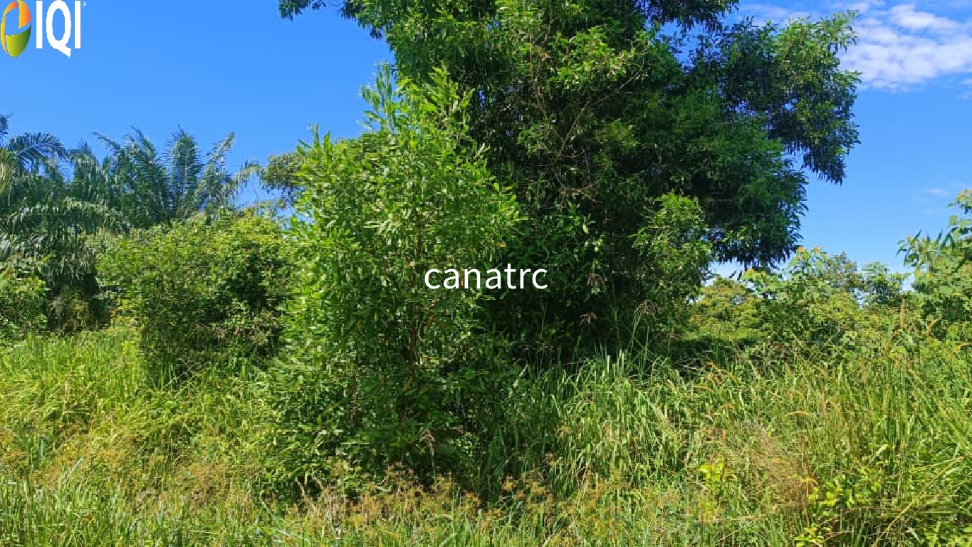 Pekan Rawang Agriculture Land First Layer with Access Road image