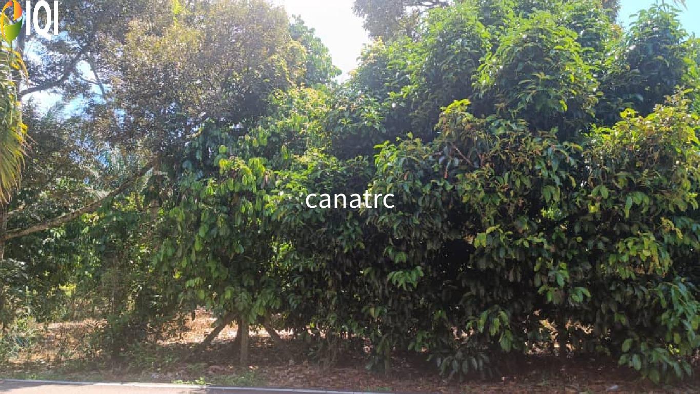 Pekan Rawang Agriculture Land First Layer with Access Road image