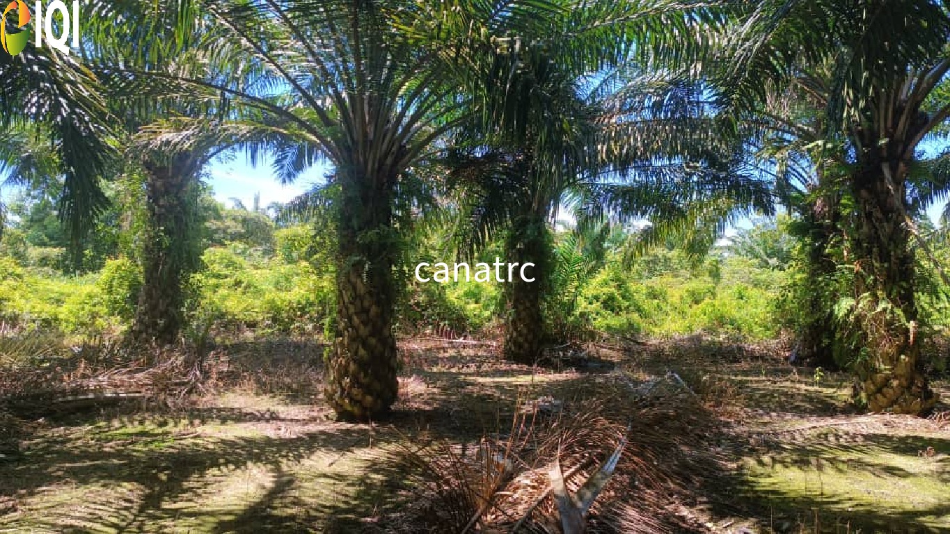 Pekan Rawang Agriculture Land First Layer with Access Road image