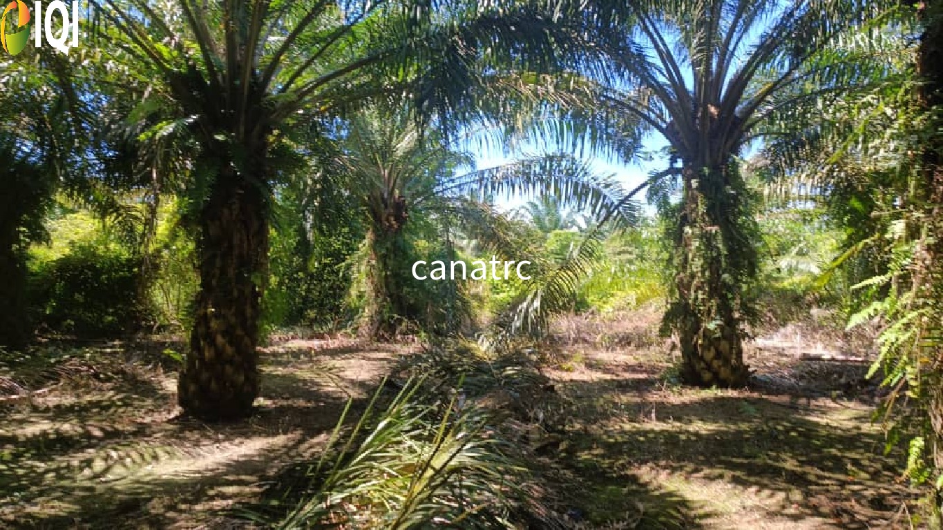 Pekan Rawang Agriculture Land First Layer with Access Road image