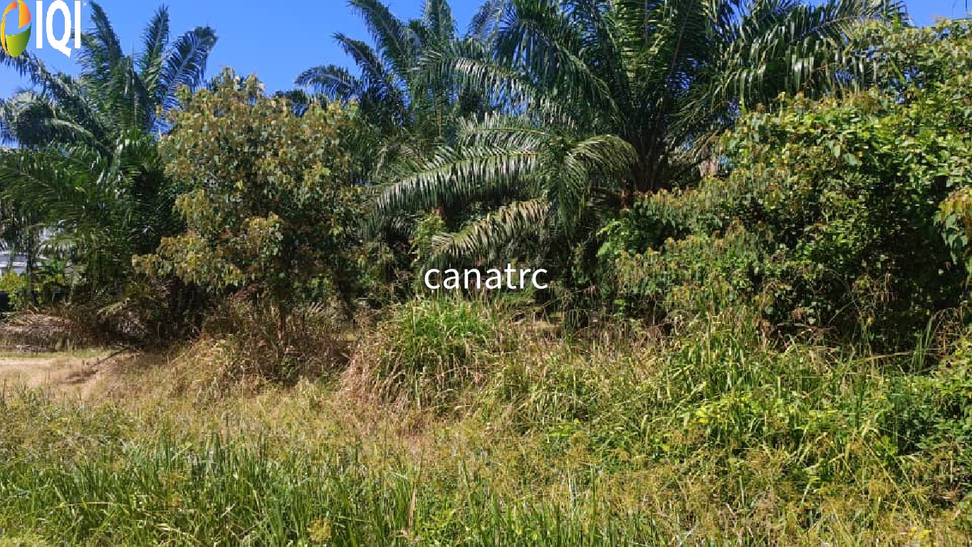 Pekan Rawang Agriculture Land First Layer with Access Road image