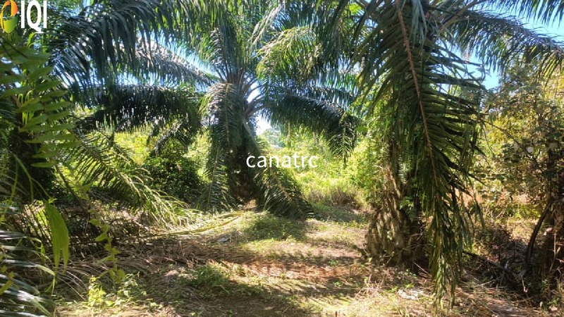 Pekan Rawang Agriculture Land First Layer with Access Road