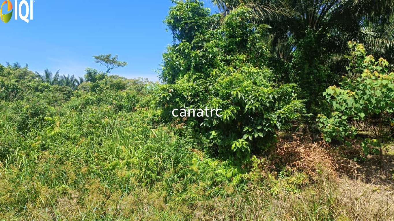 Pekan Rawang Agriculture Land First Layer with Access Road image