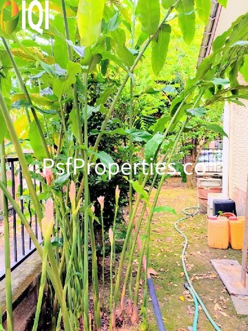 Bukit Jelutong image