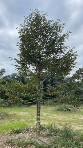 Ayer Hitam image