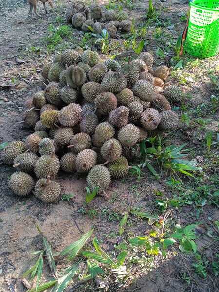 Kamunting