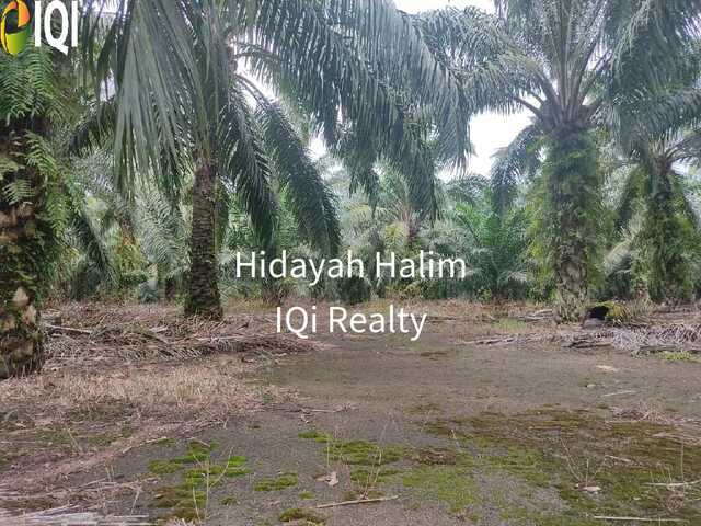 Serkat image