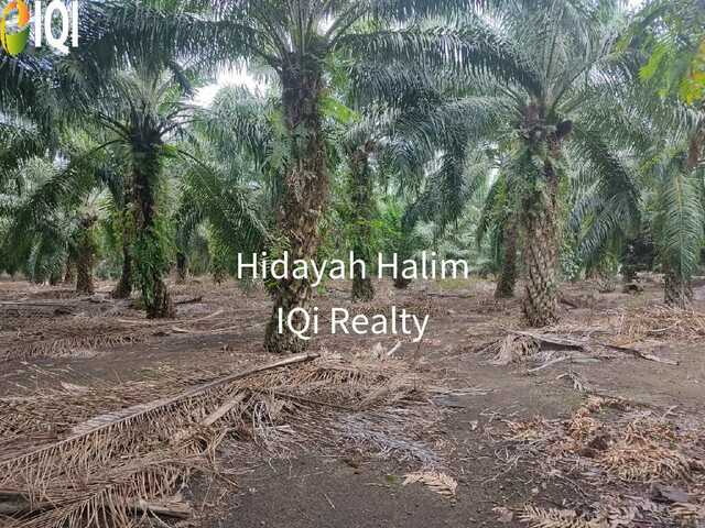Serkat image
