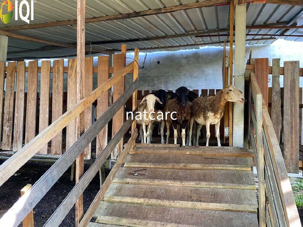 Freehold Bungalow Swiftlet House & Land Kg Panchor for Sale image