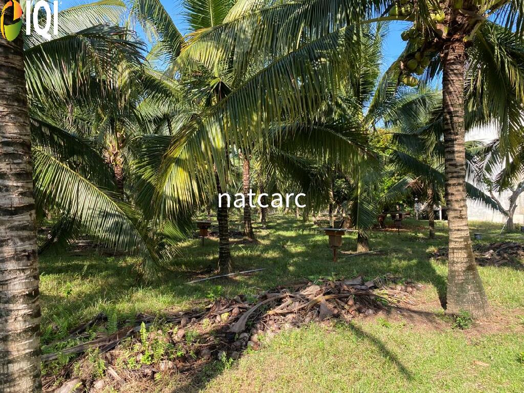 Freehold Bungalow Swiftlet House & Land Kg Panchor for Sale image