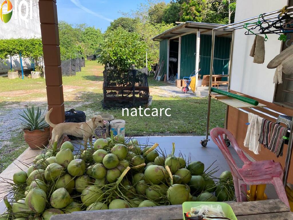 Freehold Bungalow Swiftlet House & Land Kg Panchor for Sale image