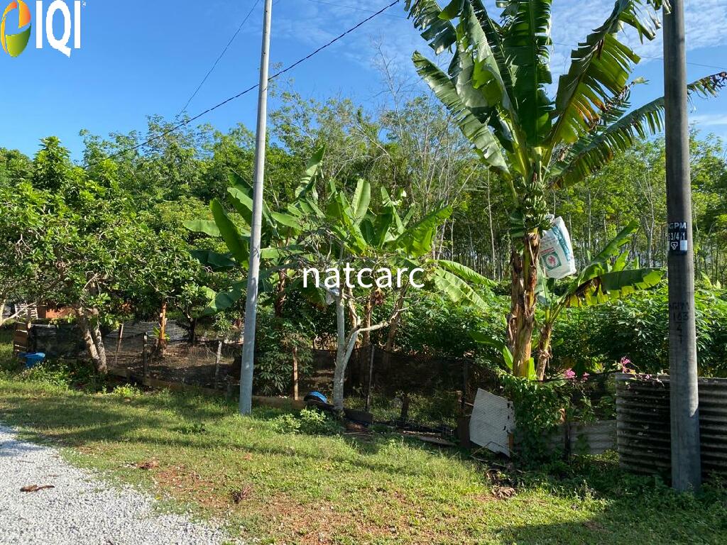 Freehold Bungalow Swiftlet House & Land Kg Panchor for Sale image