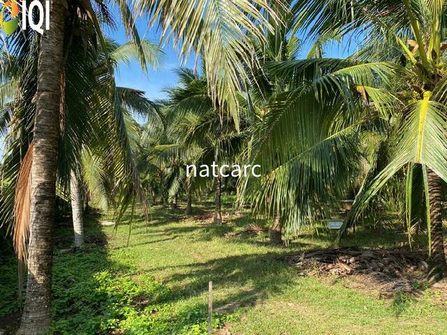 Freehold Bungalow Swiftlet House & Land Kg Panchor for Sale image