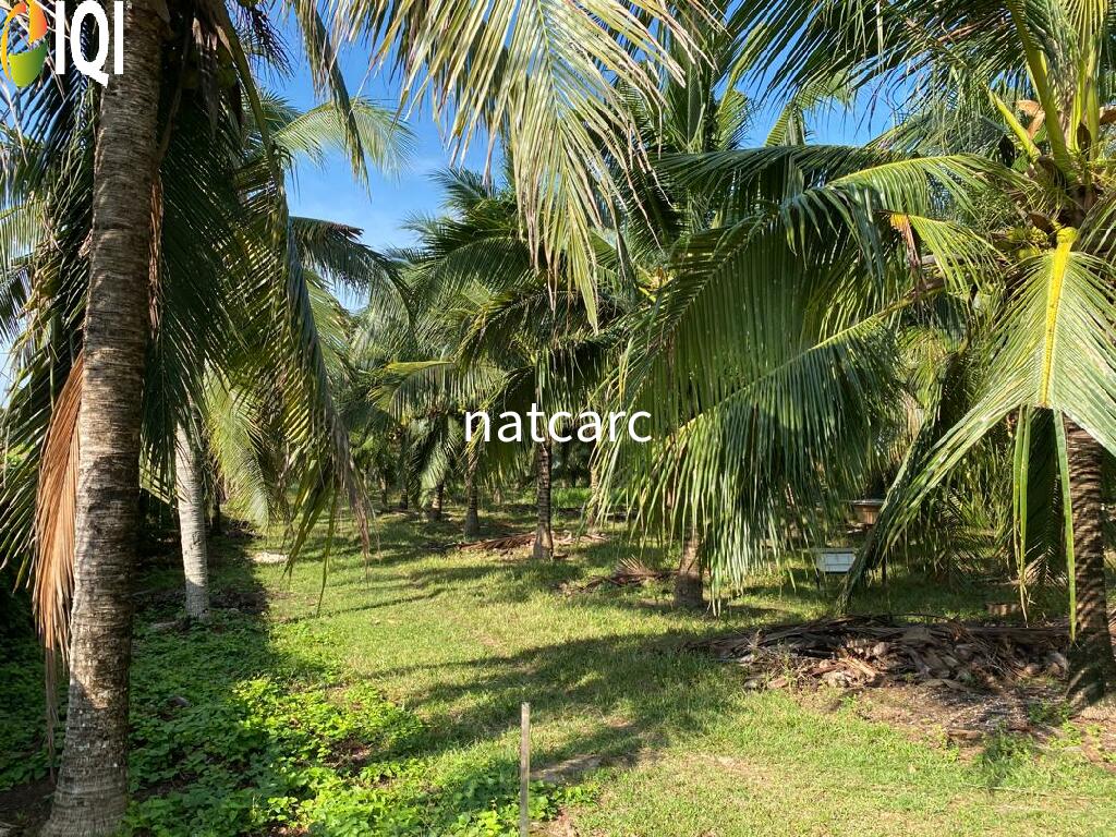 Freehold Bungalow Swiftlet House & Land Kg Panchor for Sale image