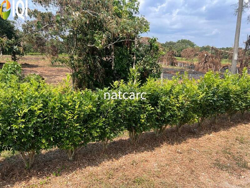 Agriculture Land Kuala Linggi Alor Gajah Melaka for Sale