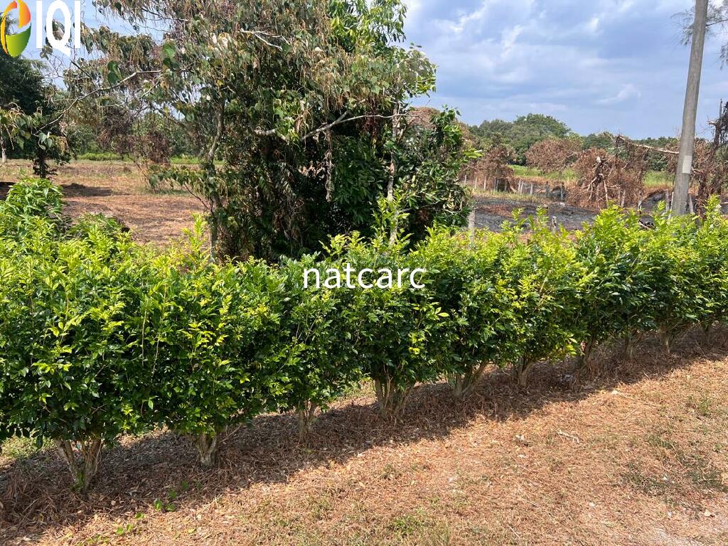 Agriculture Land Kuala Linggi Alor Gajah Melaka for Sale image
