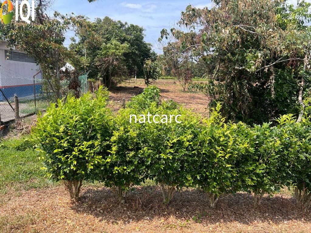 Agriculture Land Kuala Linggi Alor Gajah Melaka for Sale image