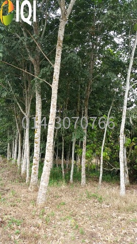 5 Acres Agriculture Zoning Terap, Kulim, Kedah @RM 3.60/sqft photo