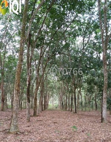 5 Acres Agriculture Zoning Terap, Kulim, Kedah @RM 3.60/sqft image