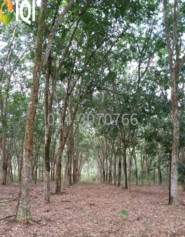 5 Acres Agriculture Zoning Terap, Kulim, Kedah @RM 3.60/sqft image