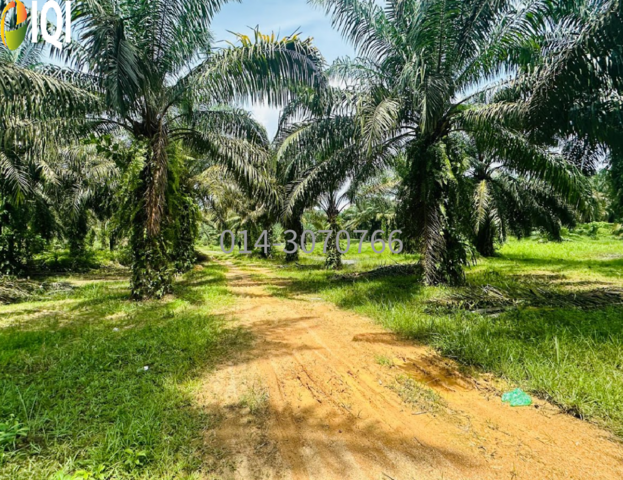 12 Acres Agriculture Zoning Sungai Kob @  RM 14/sqft image
