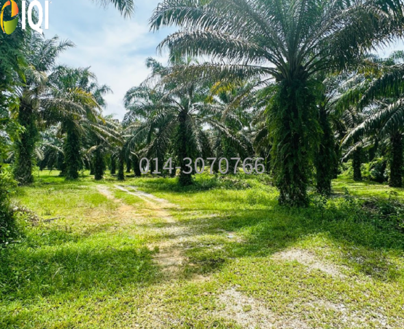 12 Acres Agriculture Zoning Sungai Kob @  RM 14/sqft image