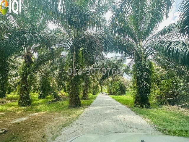 Jalan Kg Bukit Chong, Padang Chong, Kulim, Kedah image