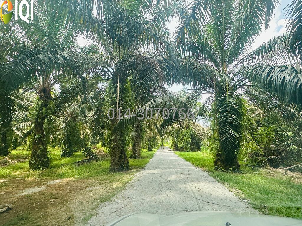 Jalan Kg Bukit Chong, Padang Chong, Kulim, Kedah image