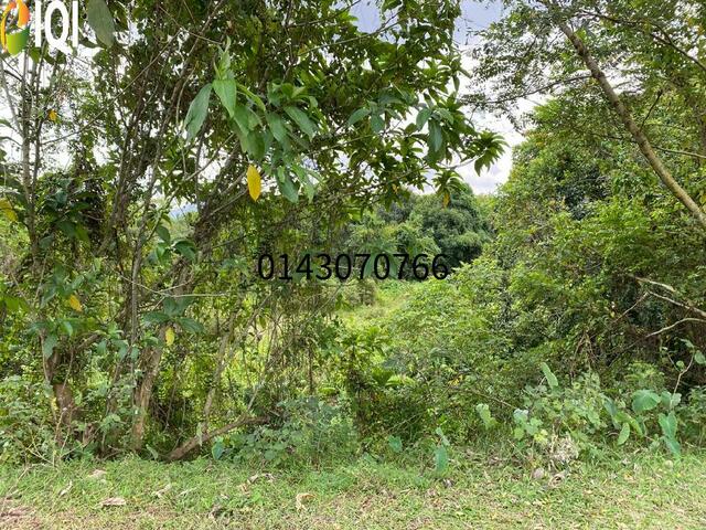  7.7 Ekar Tanah Darat 1st Grade @ RM 22/kp di Pengkalan Tambang, P.Pauh photo