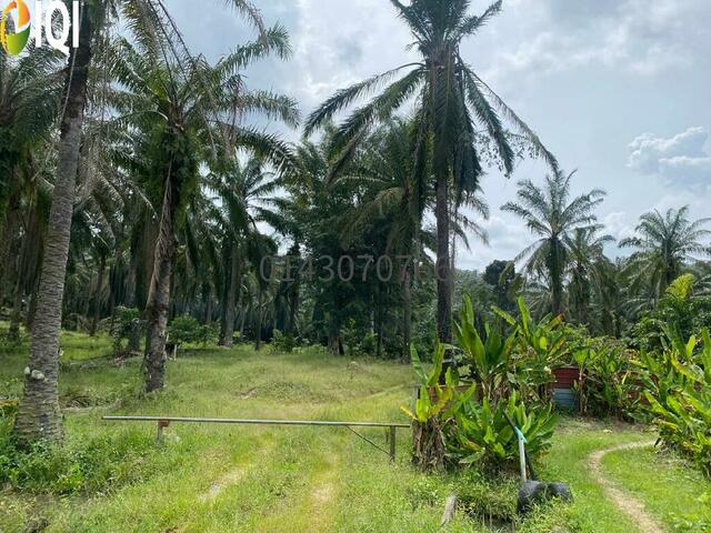 10 Acres Tanah Kelapa Sawit  (Bulanan min 7 - 8 tan) @ Bukit Mertajam @ RM 10 / kp image