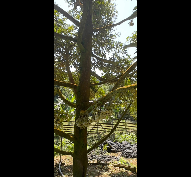 Labis 5 acres Durian Orchard Farm image