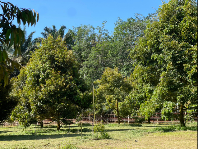 Labis 5 acres Durian Orchard Farm photo