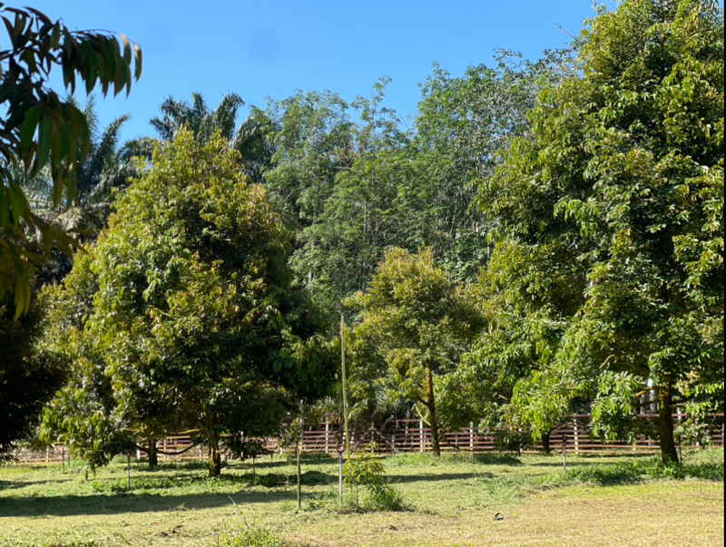Labis 5 acres Durian Orchard Farm image