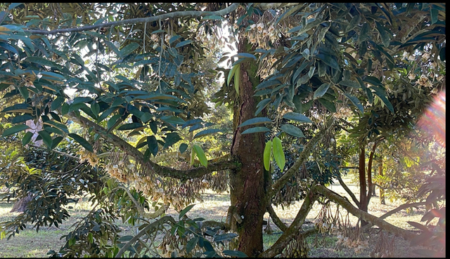 Labis 5 acres Durian Orchard Farm image