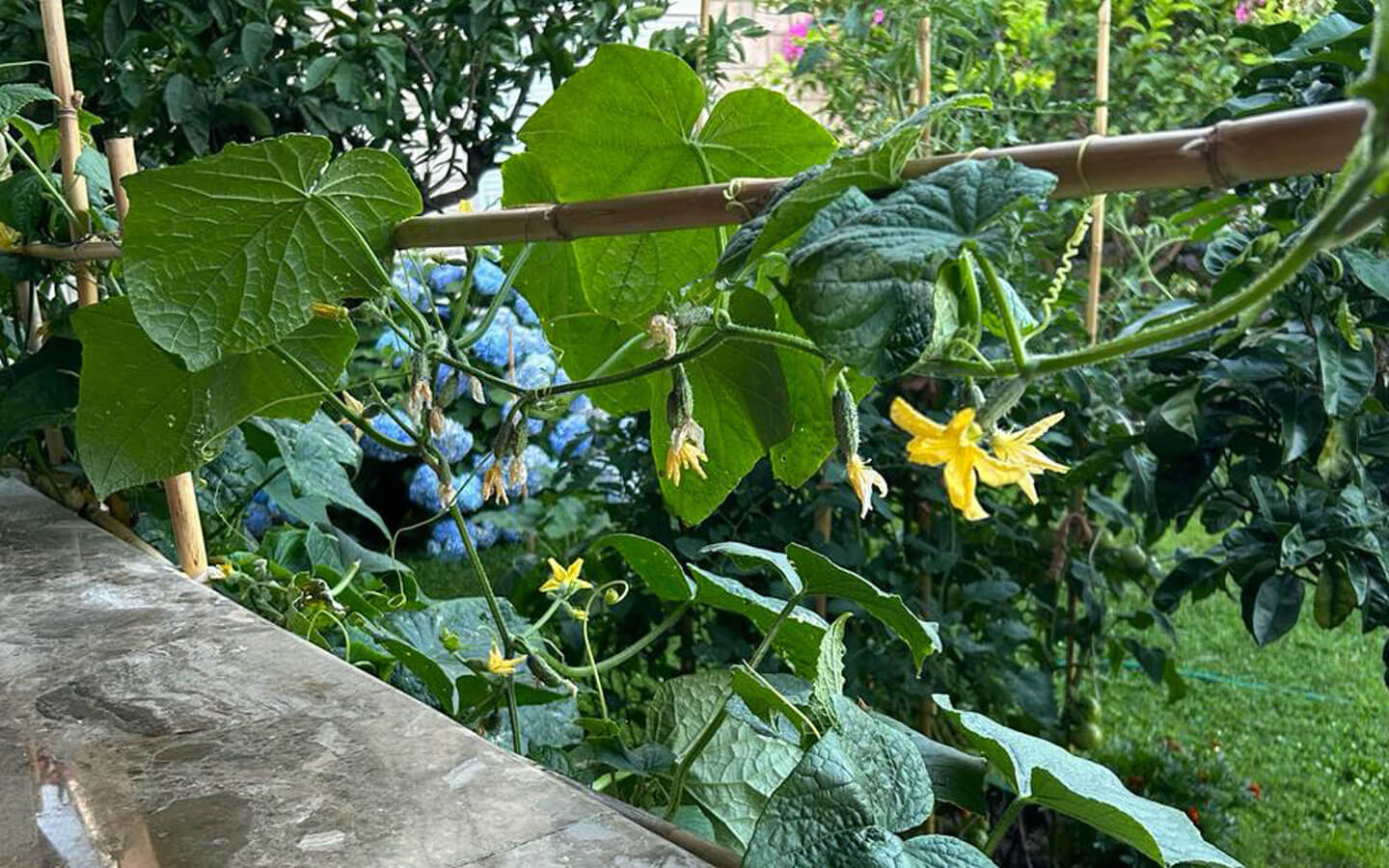 Spacious Family House with Swimming Pool and Mediterranean Garden image