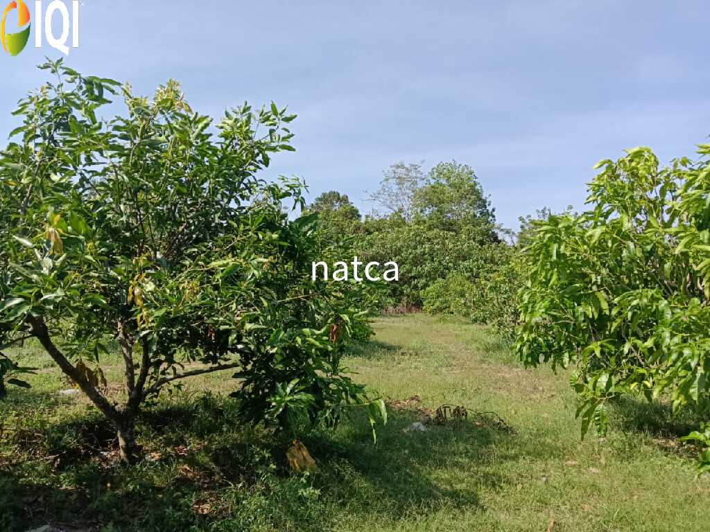 Established Business villa, farm and Land at Machap Melaka for Sale image