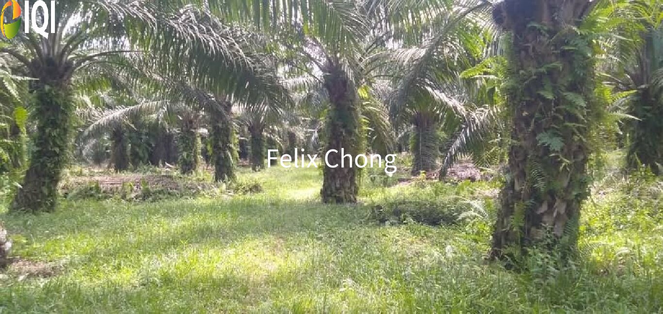 Melaka Agriculture Land,Ayer Keroh,Gadek,Alor Gajah image
