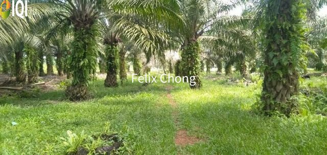 Melaka Agriculture Land,Ayer Keroh,Gadek,Alor Gajah photo