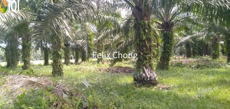 Melaka Agriculture Land,Ayer Keroh,Gadek,Alor Gajah
