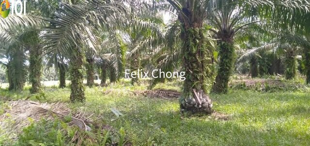 Melaka Agriculture Land,Ayer Keroh,Gadek,Alor Gajah image